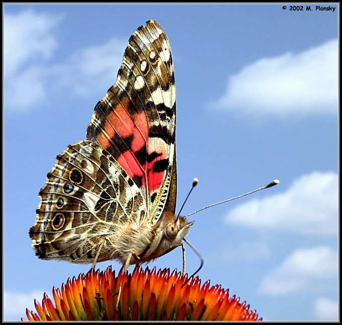 photo "Butterfly in the Sky" tags: macro and close-up, nature, insect