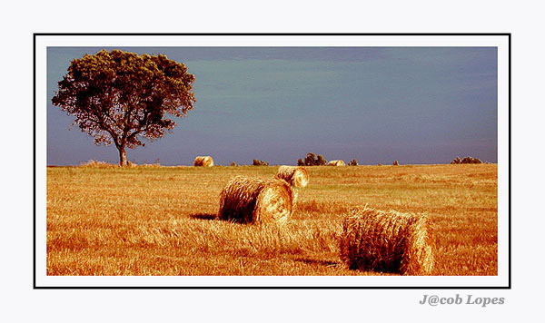 фото "golden field" метки: пейзаж, жанр, лето