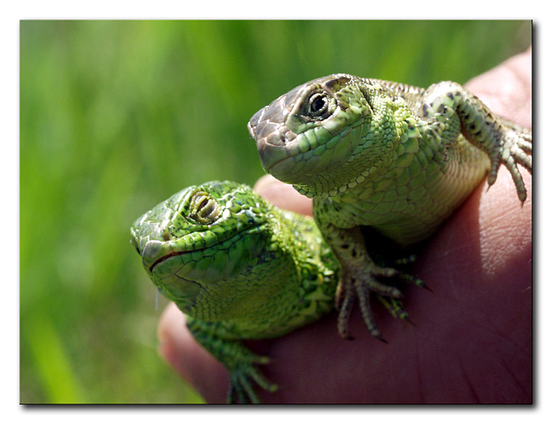 photo "Two points of view..." tags: nature, macro and close-up, wild animals