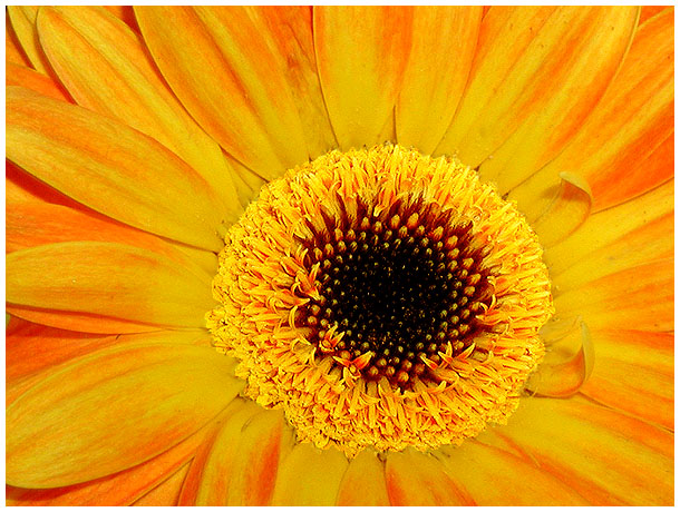 photo "The Heart of the Flower." tags: macro and close-up, 