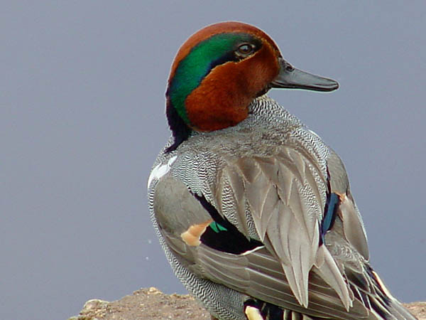 photo "Greenwing Teal" tags: nature, wild animals