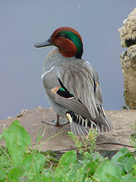 photo "Greenwing Teal with tail" tags: nature, wild animals