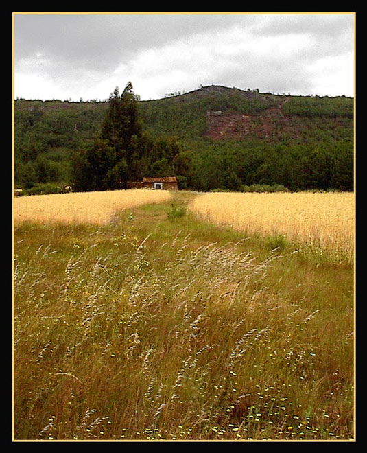 photo "Golden bread" tags: landscape, nature, 