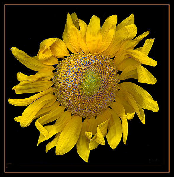 фото "***" метки: природа, цветы
