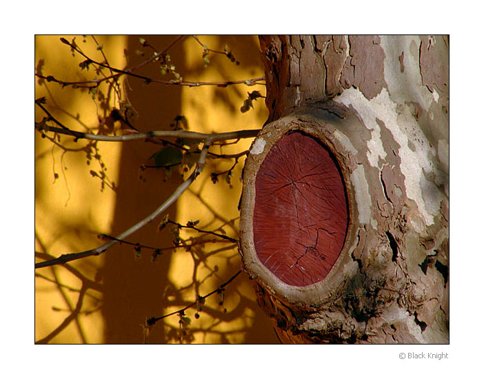 photo "Wound without Pain" tags: nature, abstract, flowers