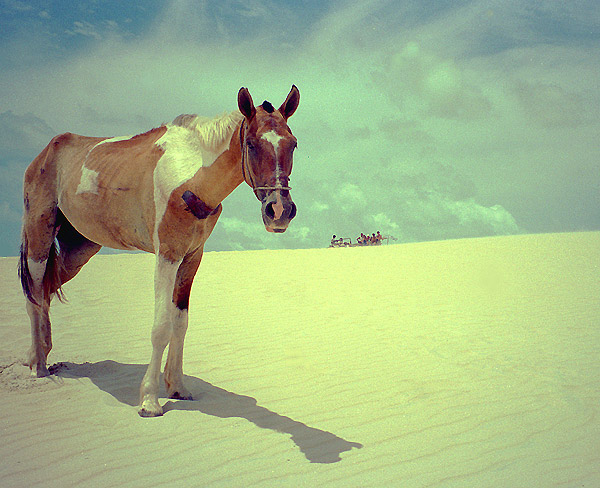 photo "They prefer the buggies" tags: nature, travel, South America, pets/farm animals