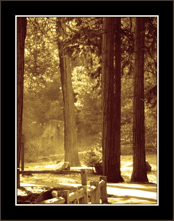 photo "Trees: their Past and Present" tags: landscape, forest
