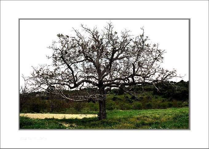 photo "Alem Tejo" tags: landscape, travel, Europe, forest