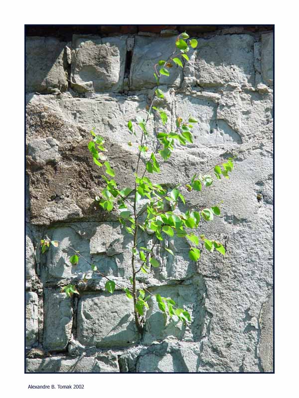 photo "Birch. From a series Life proceeds" tags: nature, flowers