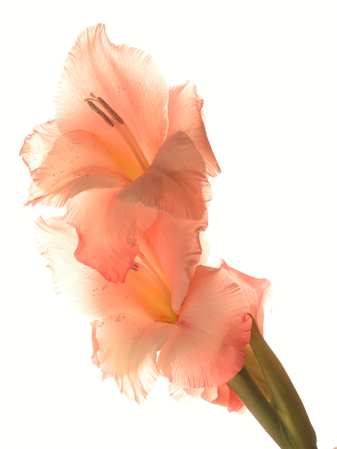 фото "Orange Feathers" метки: натюрморт, природа, цветы