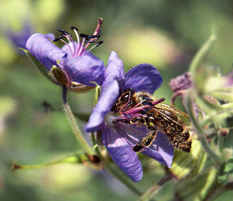 photo "Toiler" tags: nature, flowers, insect