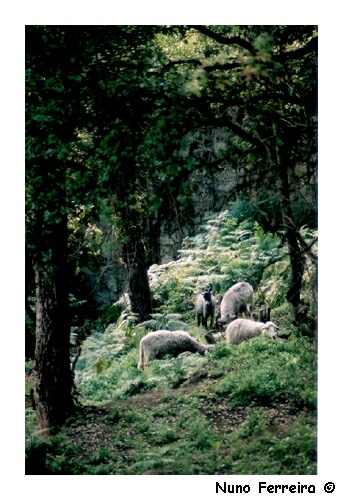 photo "Urbano Ruralidades (Urban Rurally)" tags: landscape, nature, forest, pets/farm animals