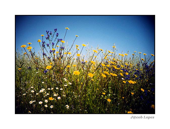 photo "spring" tags: nature, landscape, flowers, spring