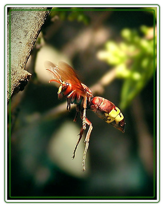 photo "Flight of a bumblebee" tags: nature, 