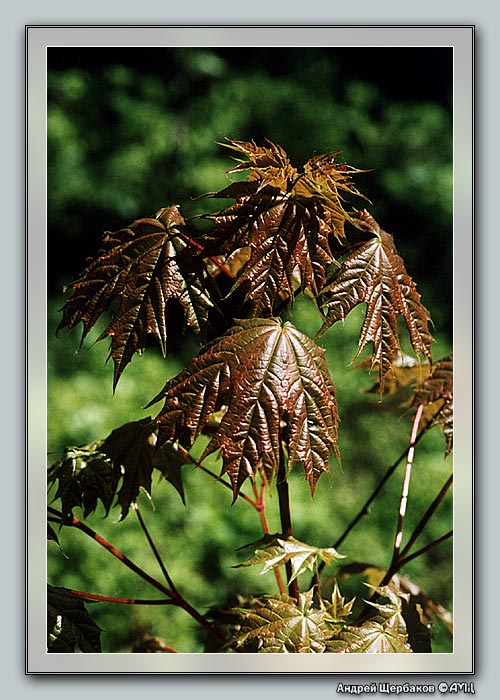 photo "Young Maple" tags: nature, flowers