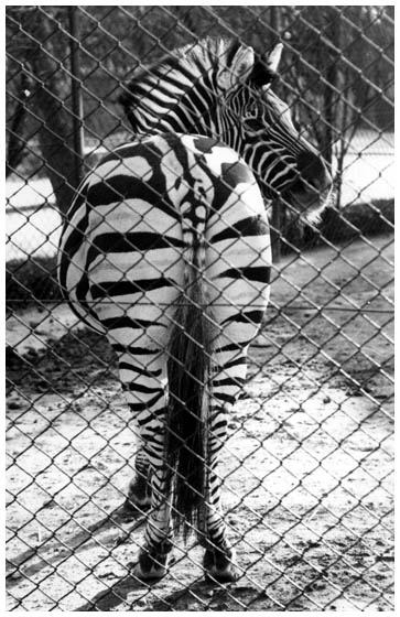 фото "Animal 2 In the Zoo" метки: портрет, 