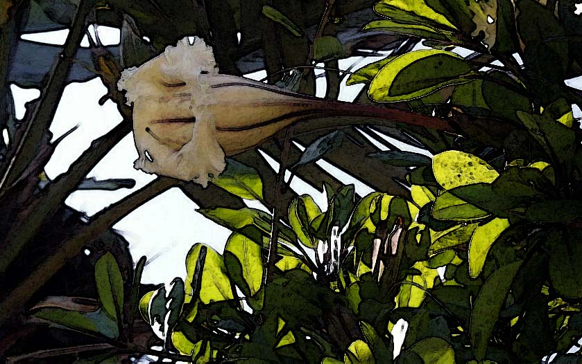 фото "бомонтия" метки: природа, цветы