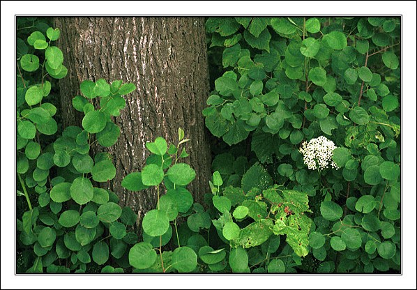 photo "Summer Composition" tags: landscape, nature, flowers, summer