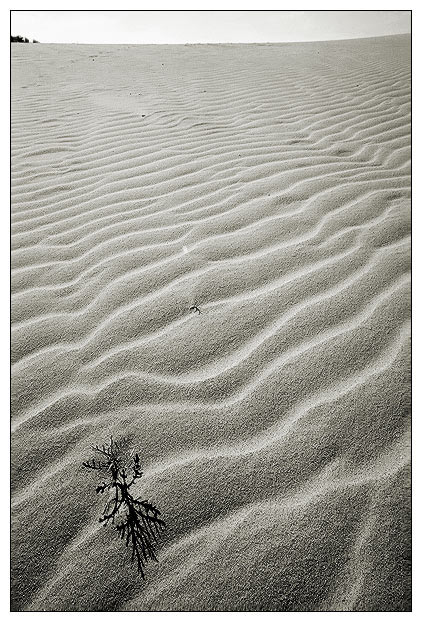 фото "The long trip in the dune" метки: пейзаж, лето