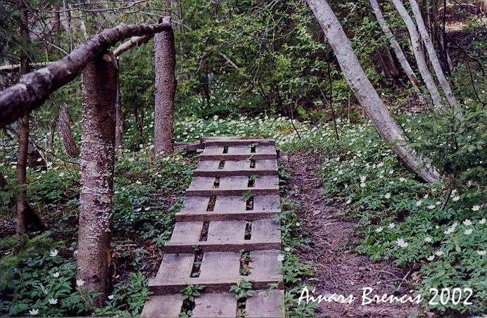 photo "Spring in Latvian forest" tags: landscape, forest