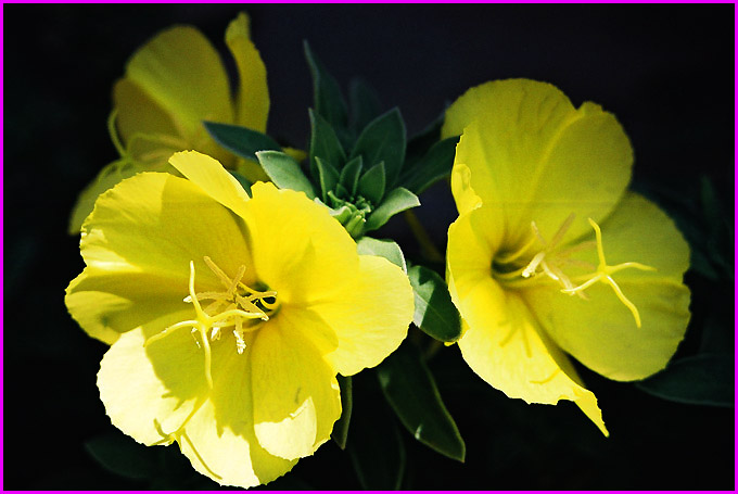 фото "Yellow-2" метки: природа, макро и крупный план, цветы
