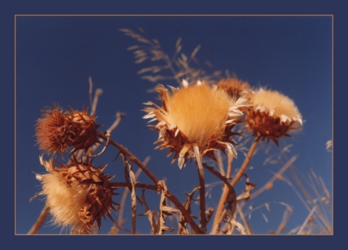 photo "gold upon blue" tags: nature, macro and close-up, flowers