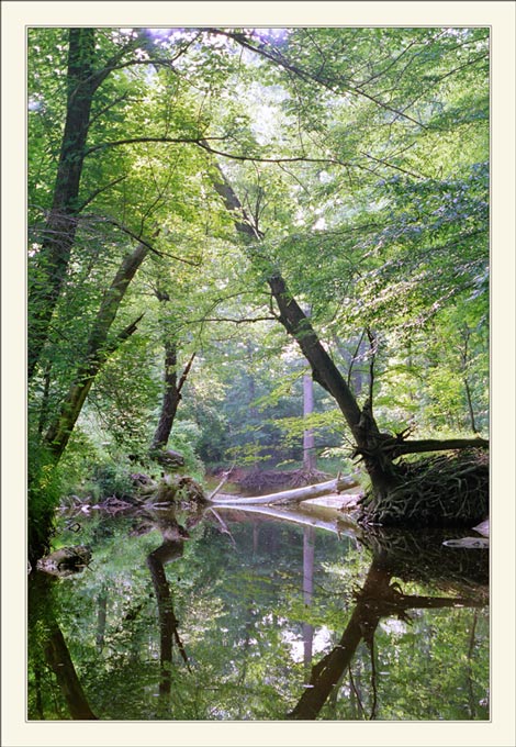 photo "Many shades of green...." tags: landscape, forest