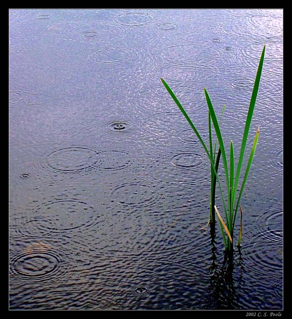 photo "Sprinkles" tags: nature, landscape, flowers, water