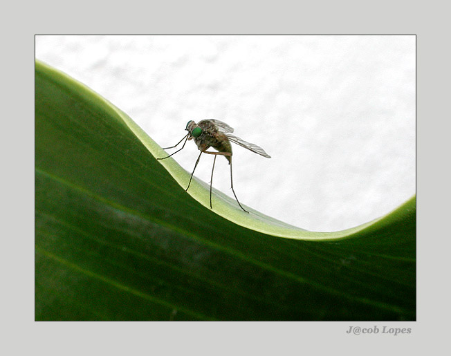 photo "(sur)fly" tags: nature, macro and close-up, insect