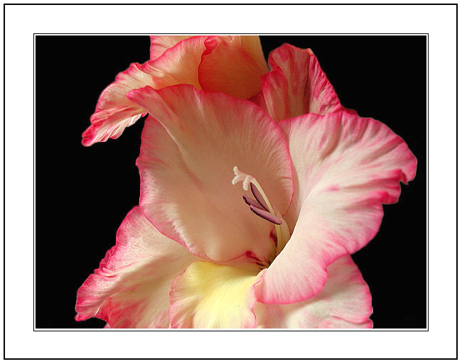 photo "The singers voice carries very well" tags: macro and close-up, 