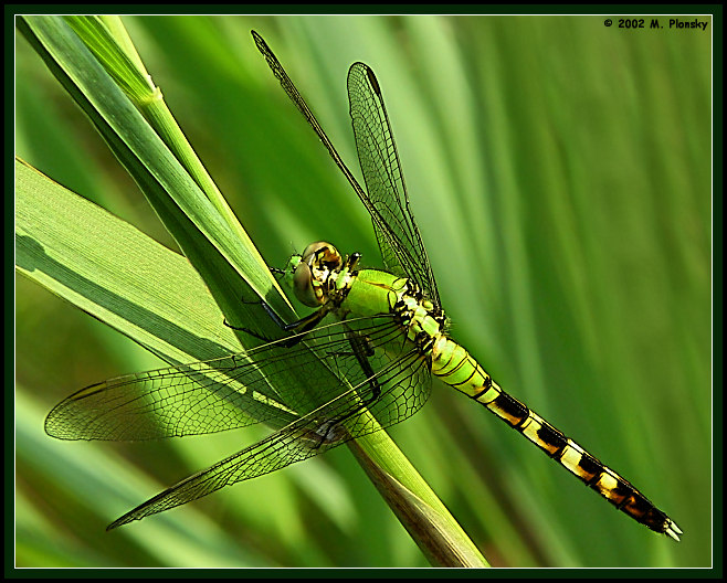 photo "Green Dragon" tags: macro and close-up, nature, insect