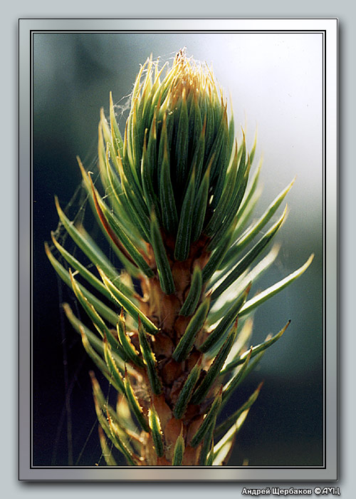 photo "Ananas that grown near Moscow :-)" tags: macro and close-up, nature, flowers