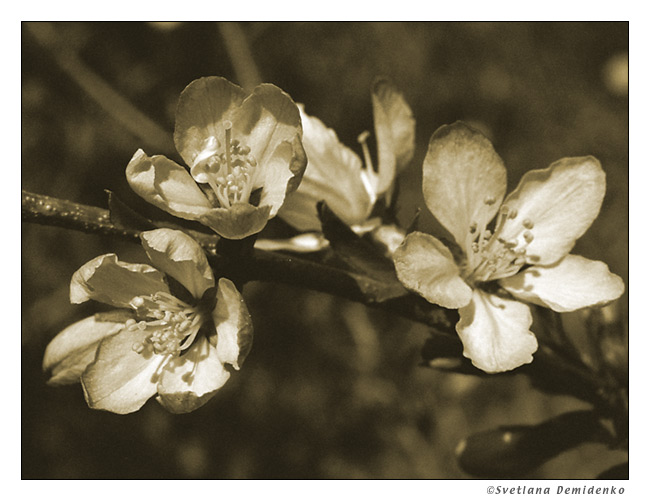 photo "Flowers from the past" tags: nature, macro and close-up, flowers