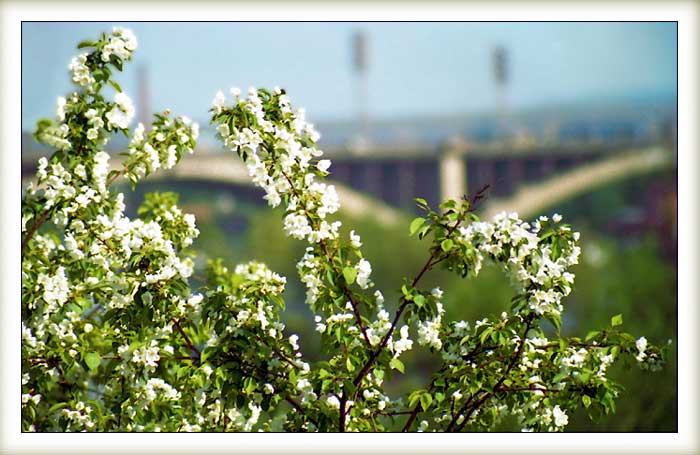 photo "Spring" tags: nature, architecture, landscape, flowers