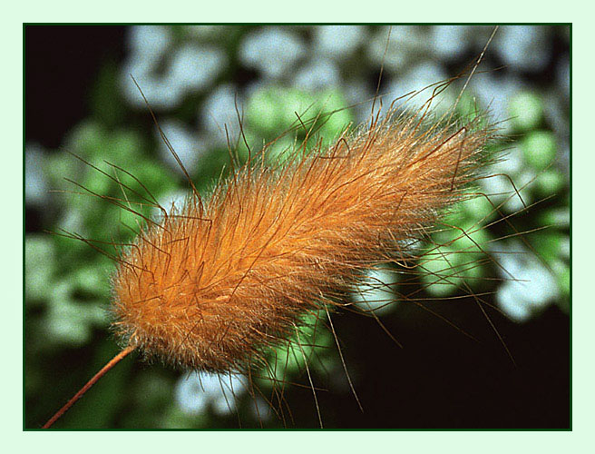 photo "Summer fairy tale" tags: nature, macro and close-up, flowers