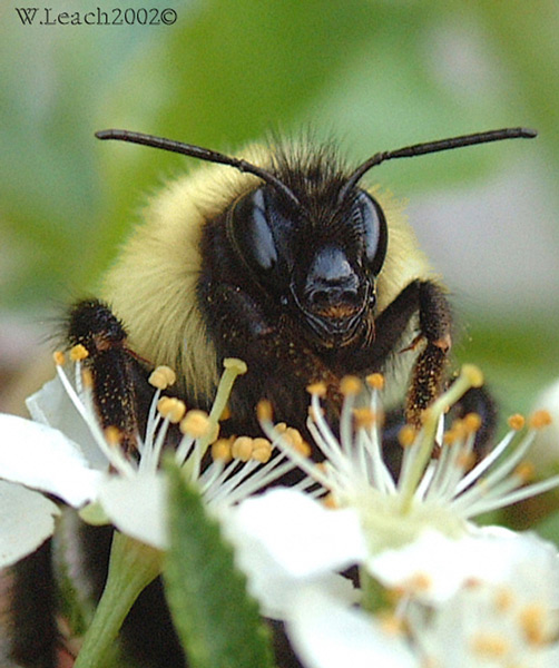 photo "Smiley Face - BEE!" tags: macro and close-up, nature, insect