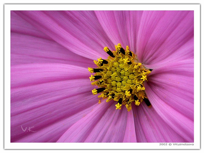 photo "-***-" tags: macro and close-up, nature, flowers