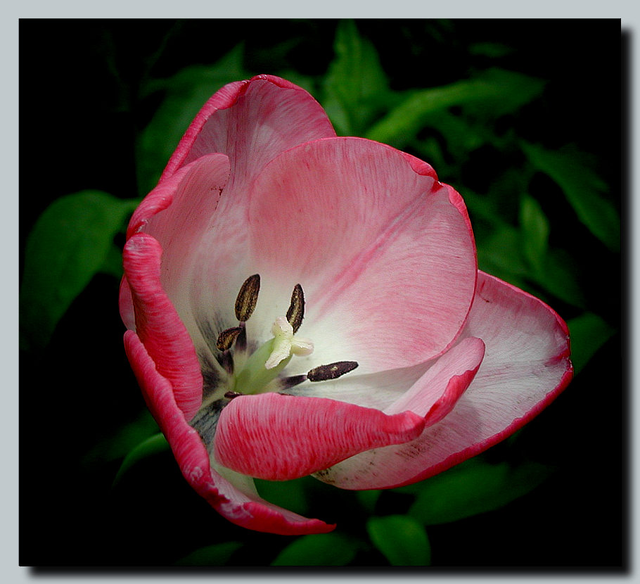 photo "Tulip" tags: nature, macro and close-up, flowers