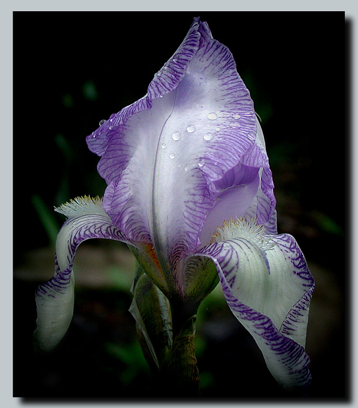 photo "Iris" tags: nature, macro and close-up, flowers