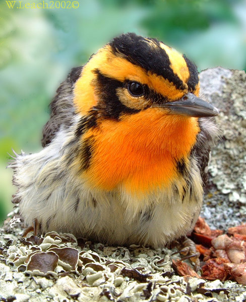 photo "Blackburnian Warbler - Portrait" tags: macro and close-up, nature, 