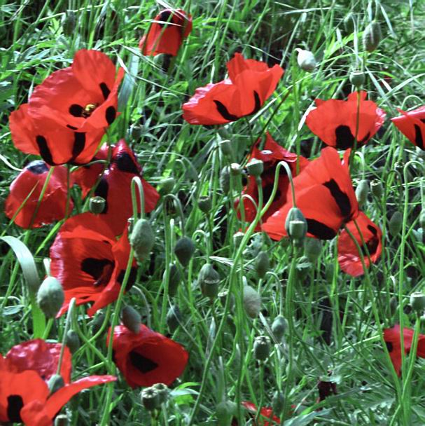 photo "It is time poppies (2)" tags: nature, misc., flowers