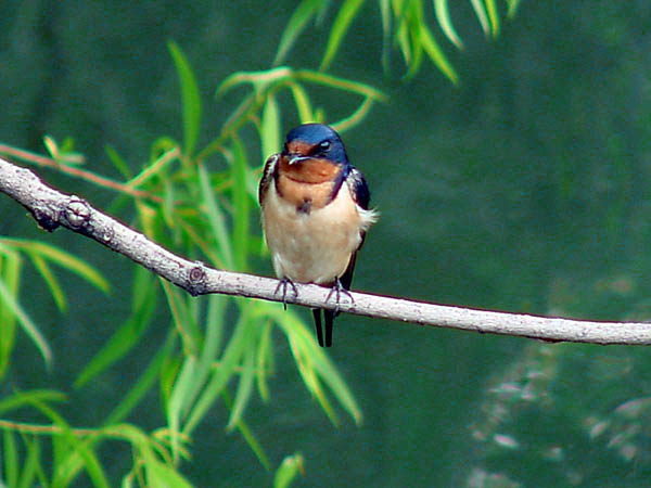 фото "Barn Swallow" метки: природа, дикие животные