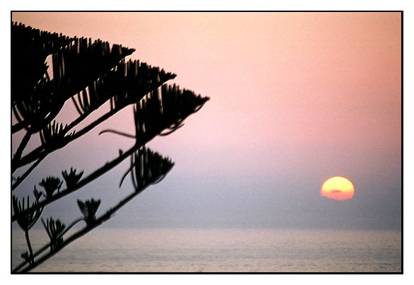 photo "tree" tags: landscape, sunset