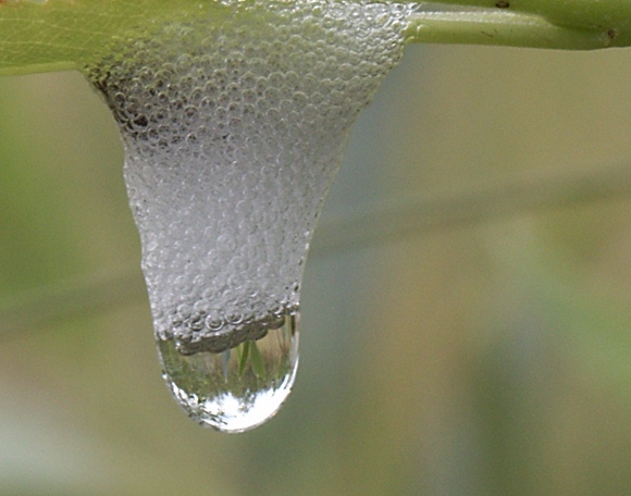 photo "Something with reflection" tags: macro and close-up, misc., 