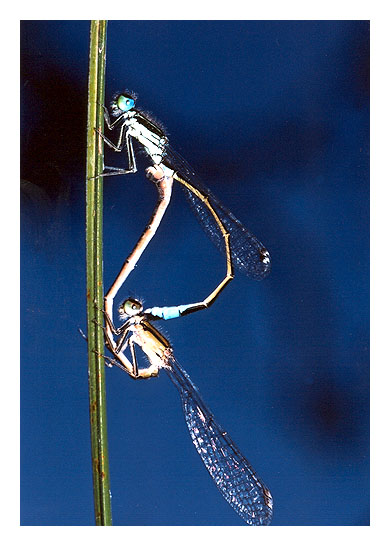 фото "Dragonfly sex" метки: макро и крупный план, природа, насекомое