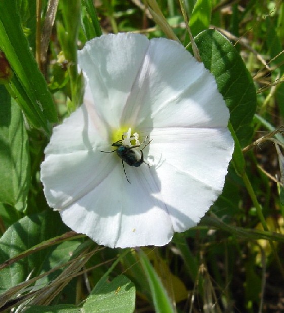 photo "HugFlower" tags: nature, insect