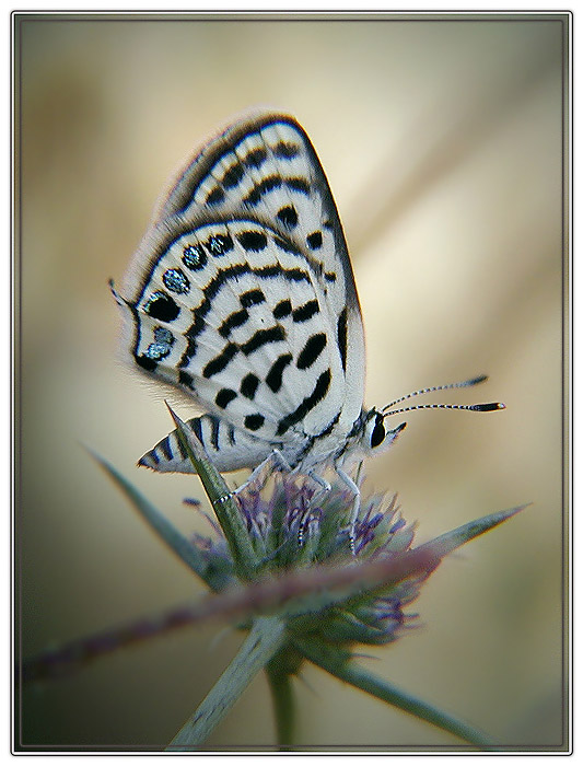 photo "White leopard" tags: nature, 