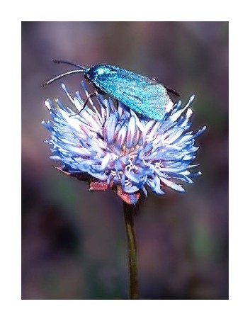 photo "Blue over blue" tags: macro and close-up, nature, insect