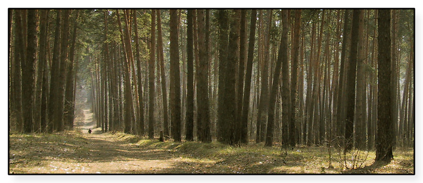 photo "There all as before...#4" tags: landscape, forest, spring