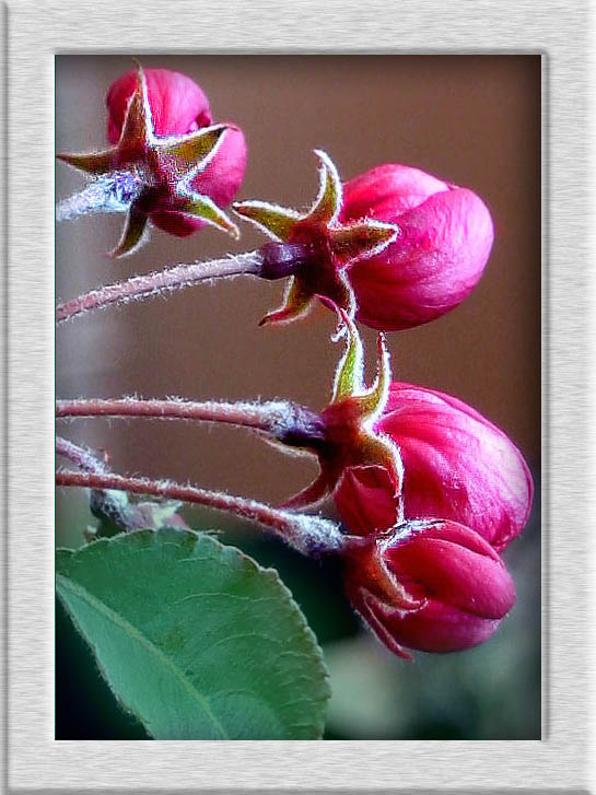 photo "Flower youth !" tags: macro and close-up, nature, flowers